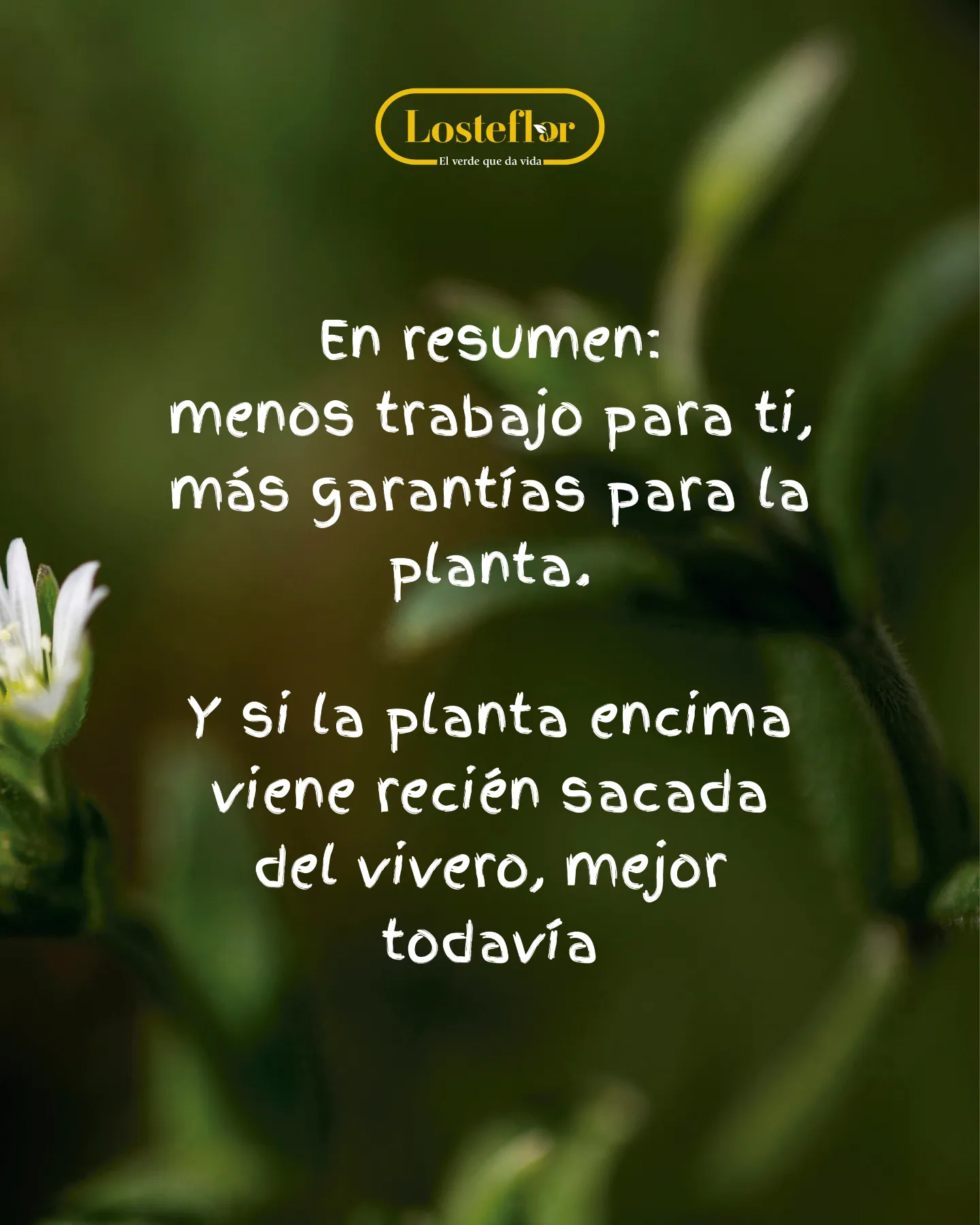 Mensaje de Losteflor sobre las ventajas de plantar en otoño con planta del vivero