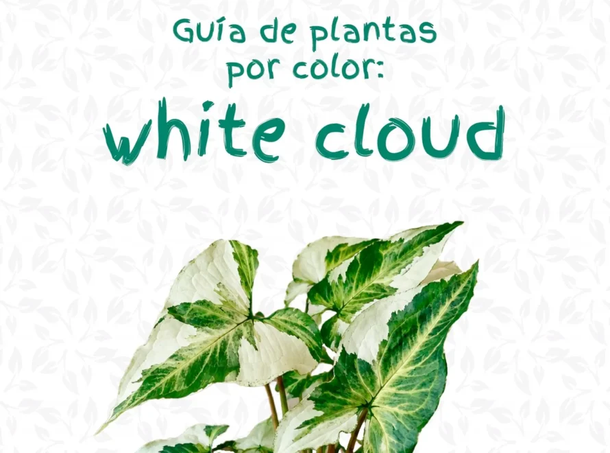 Guía de plantas blancas de Losteflor con una planta de hojas blancas y verdes