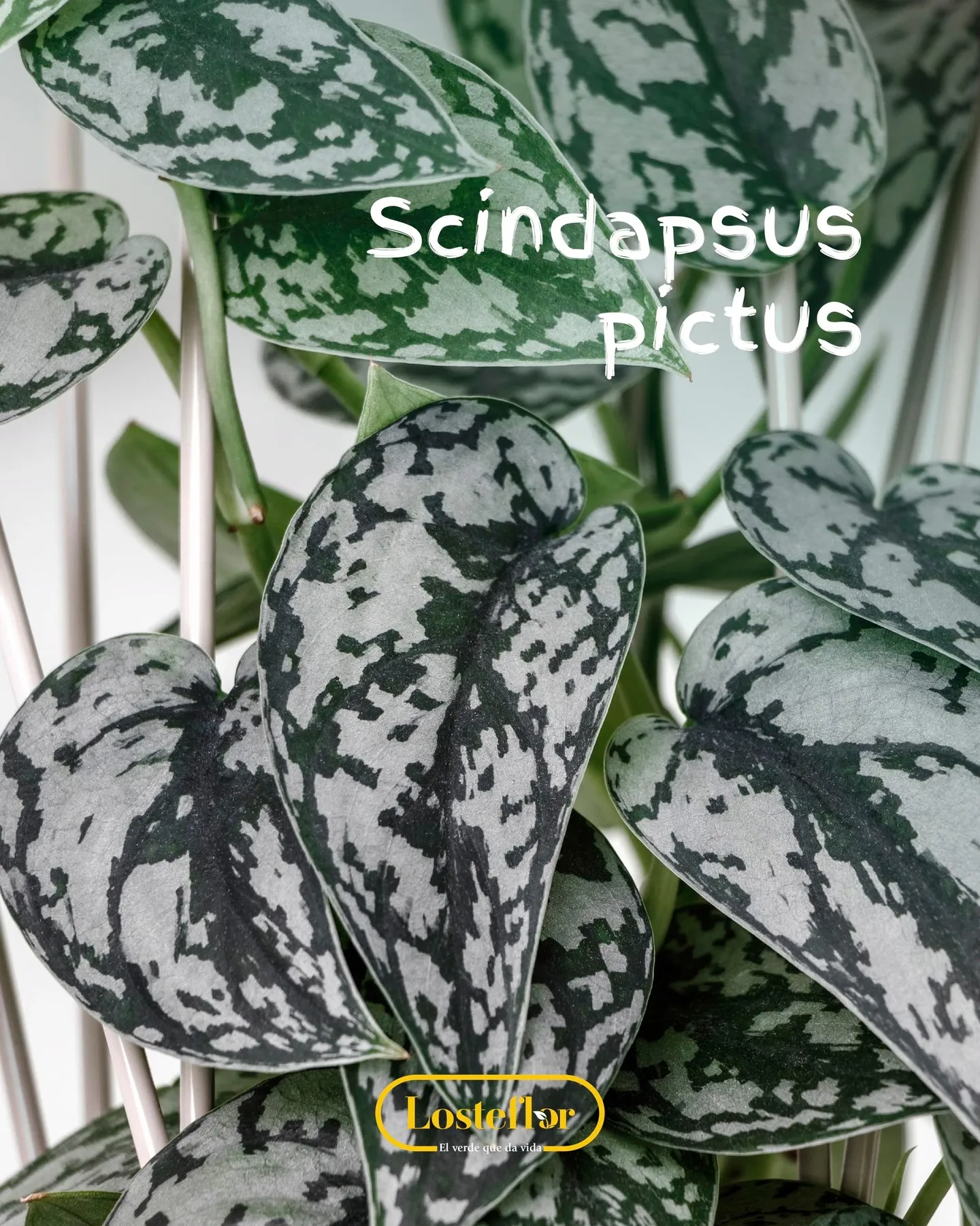 Scindapsus pictus con hojas en forma de corazón salpicadas de manchas plateadas