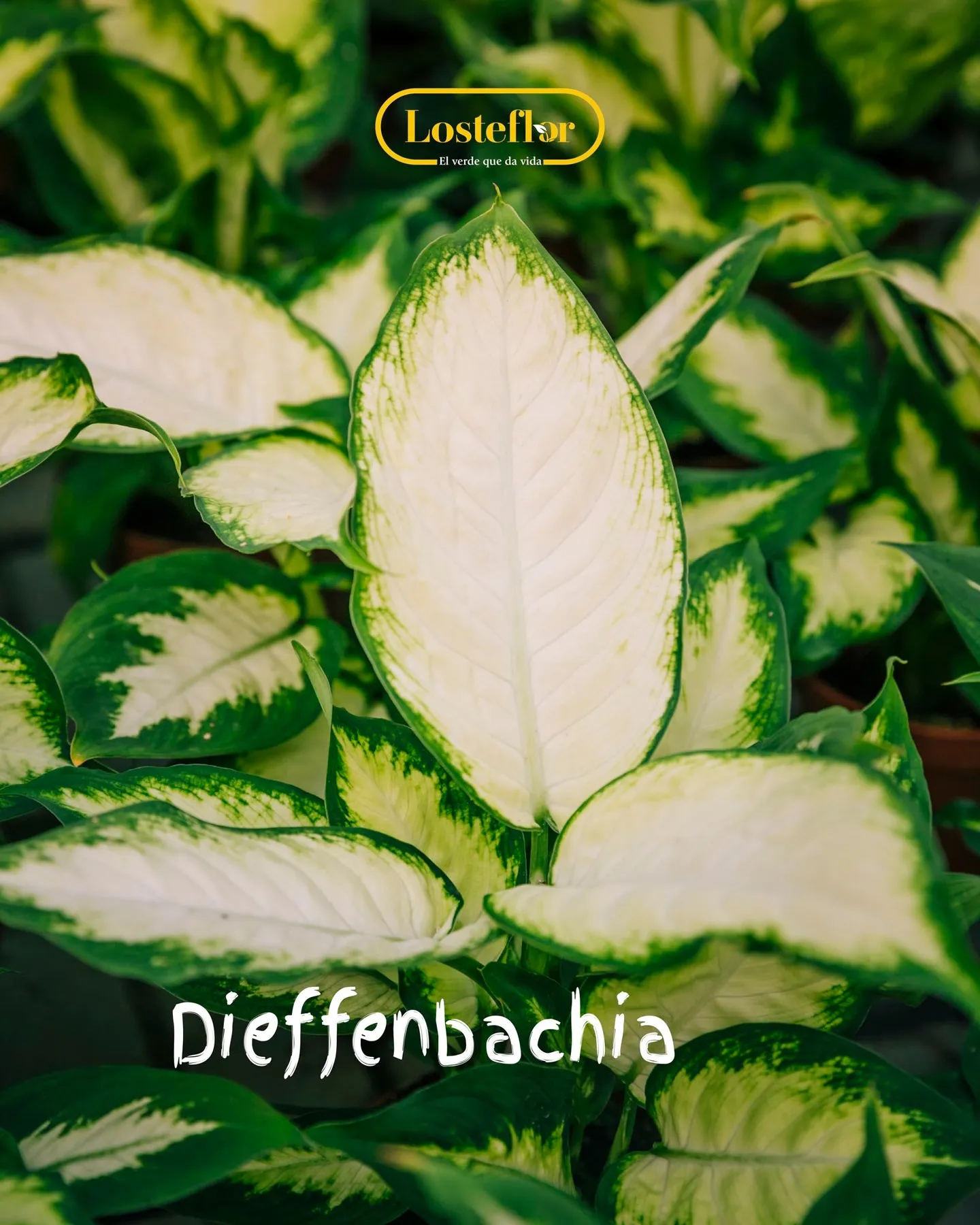 Dieffenbachia de hojas grandes con el centro blanco crema y el borde verde