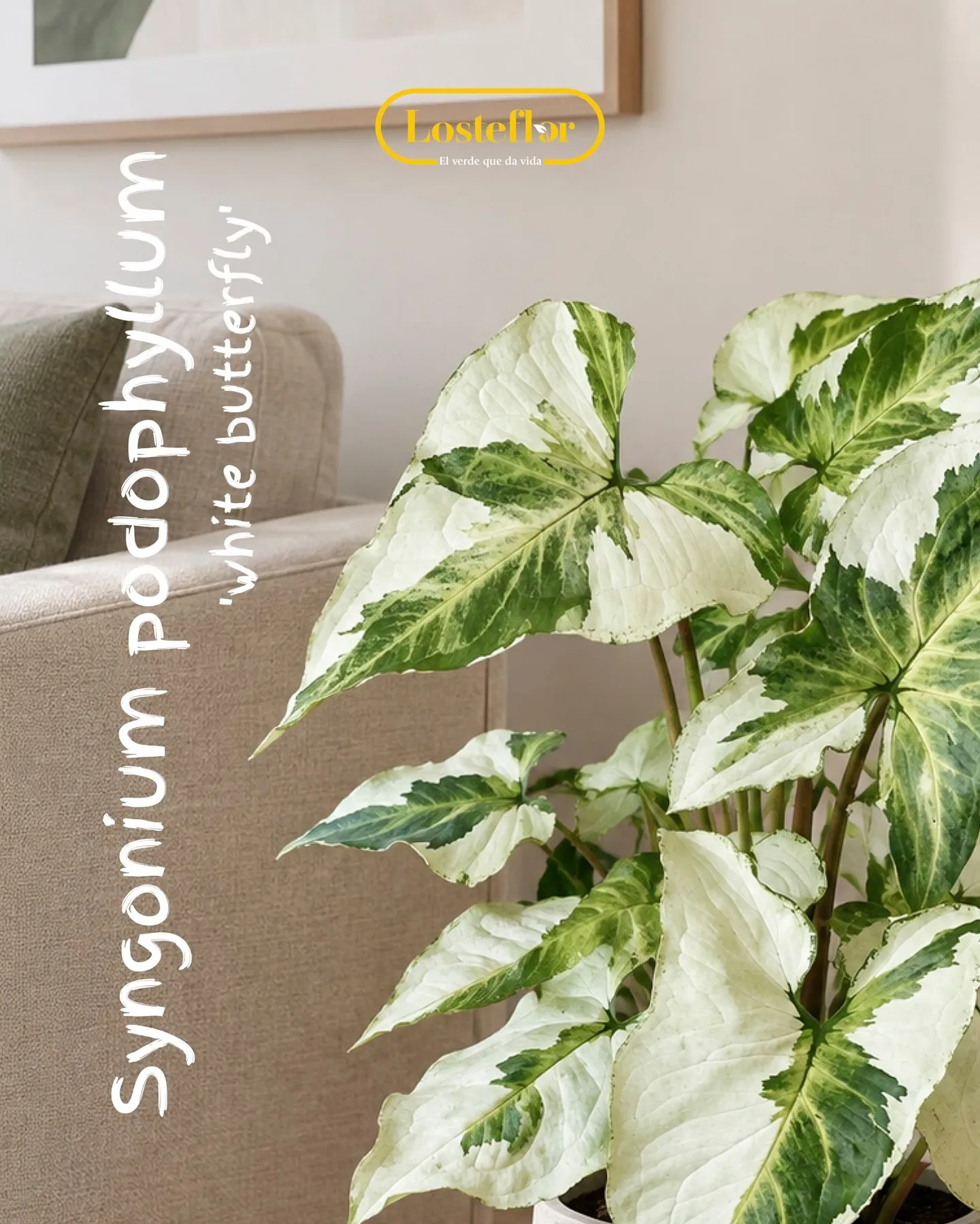 Syngonium podophyllum White Butterfly de hojas blancas y verdes junto a un sofá