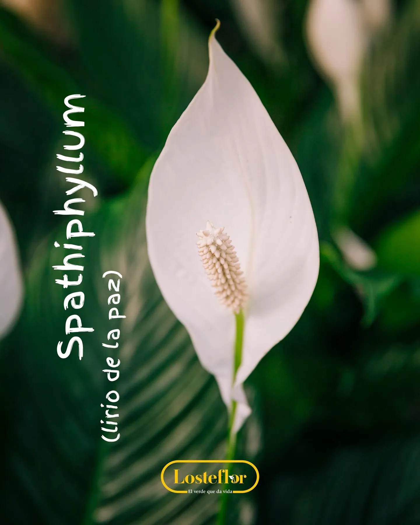 Flor blanca del spathiphyllum o lirio de la paz sobre hojas verdes