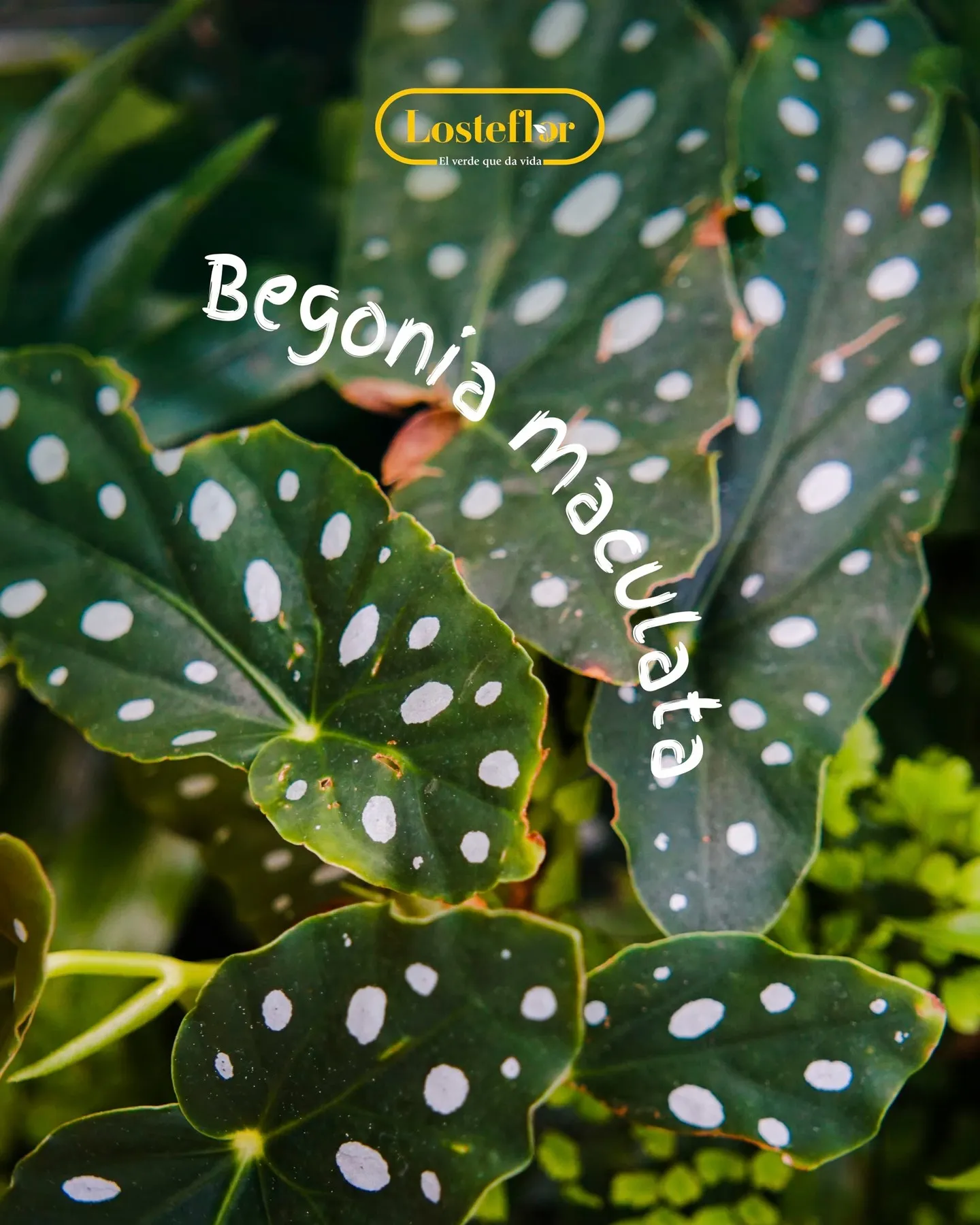 Begonia maculata con hojas verde oscuro cubiertas de lunares blancos