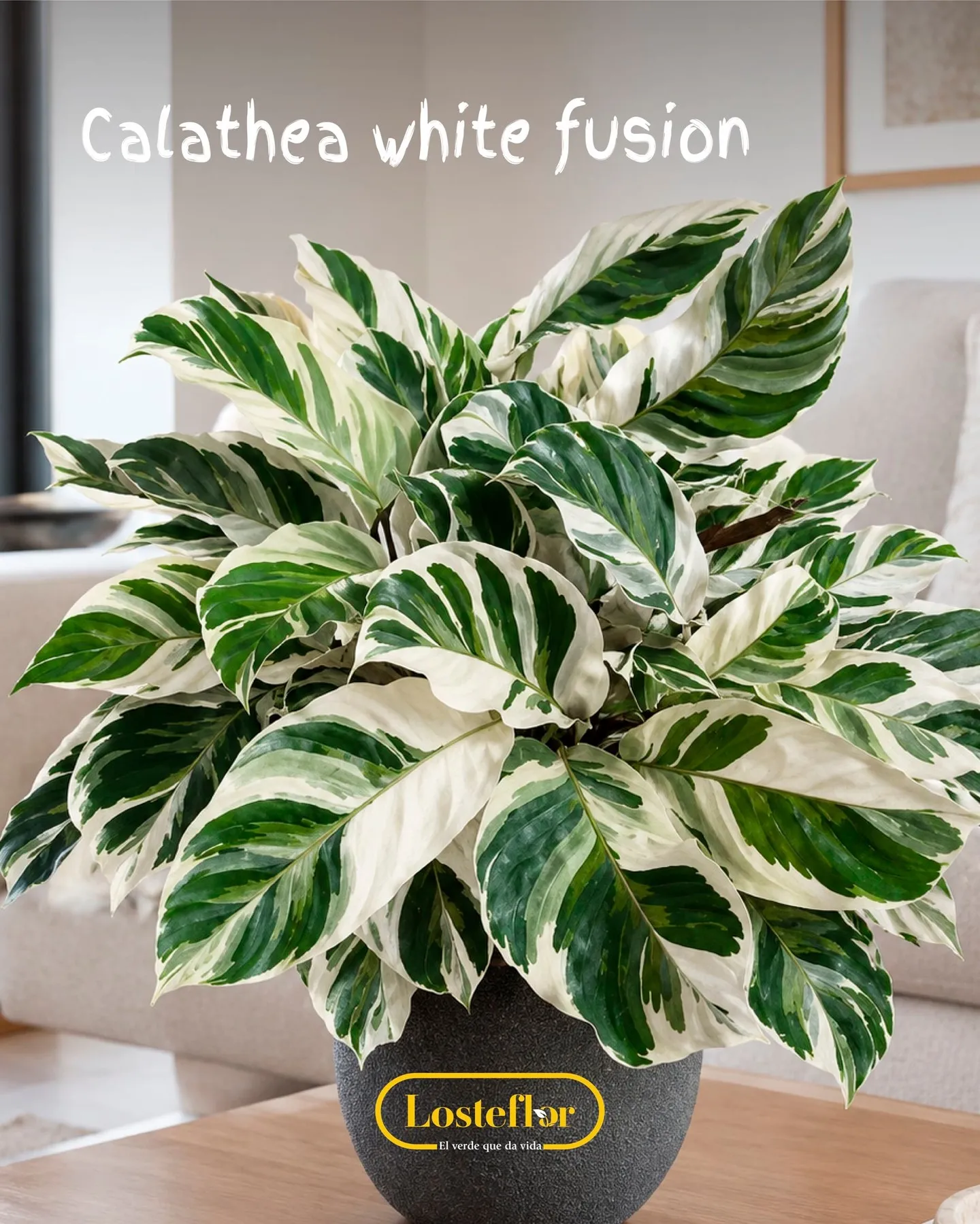 Calathea White Fusion con hojas de pinceladas blancas en una maceta sobre la mesa