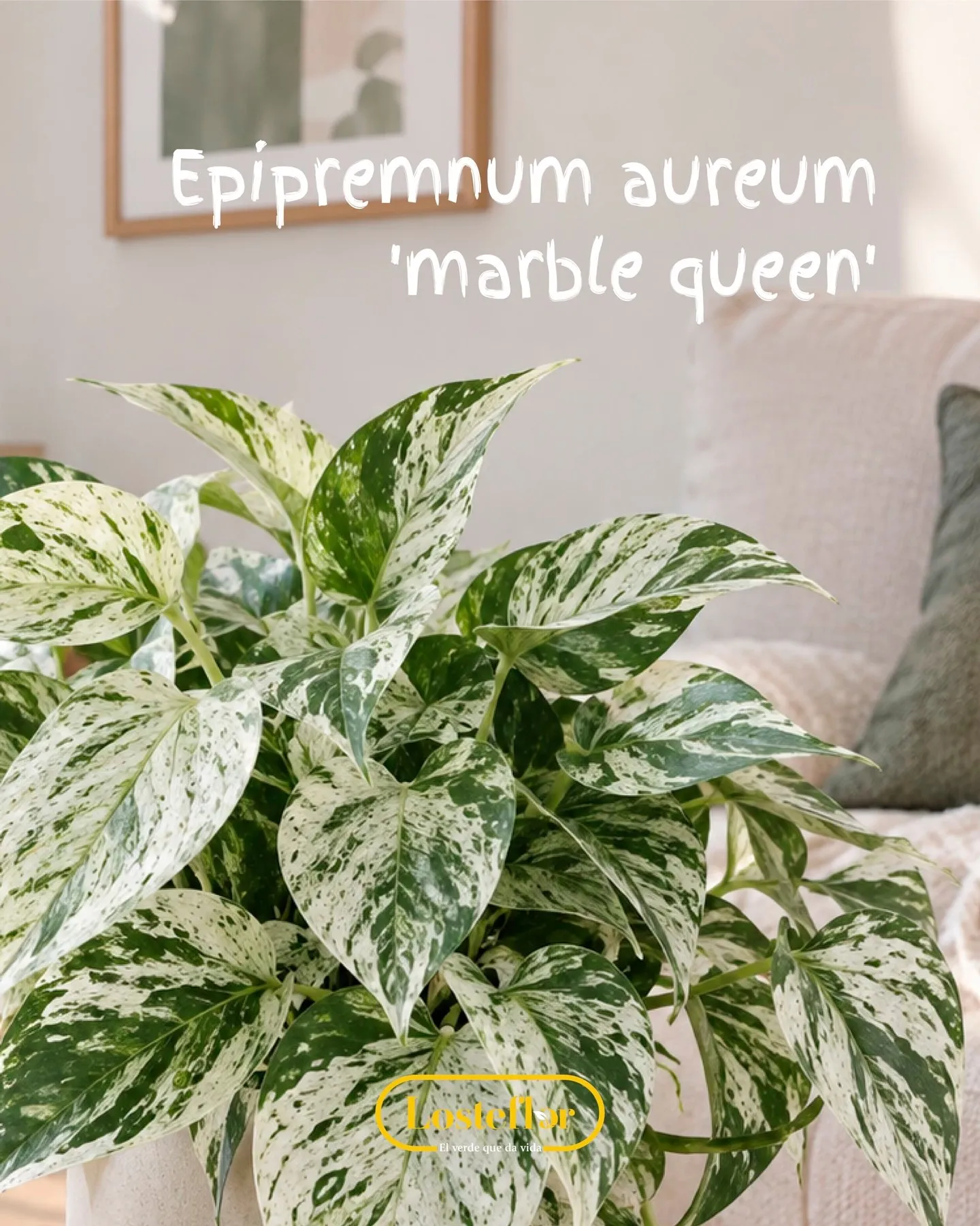 Pothos marble queen con hojas jaspeadas de blanco y verde en un salón