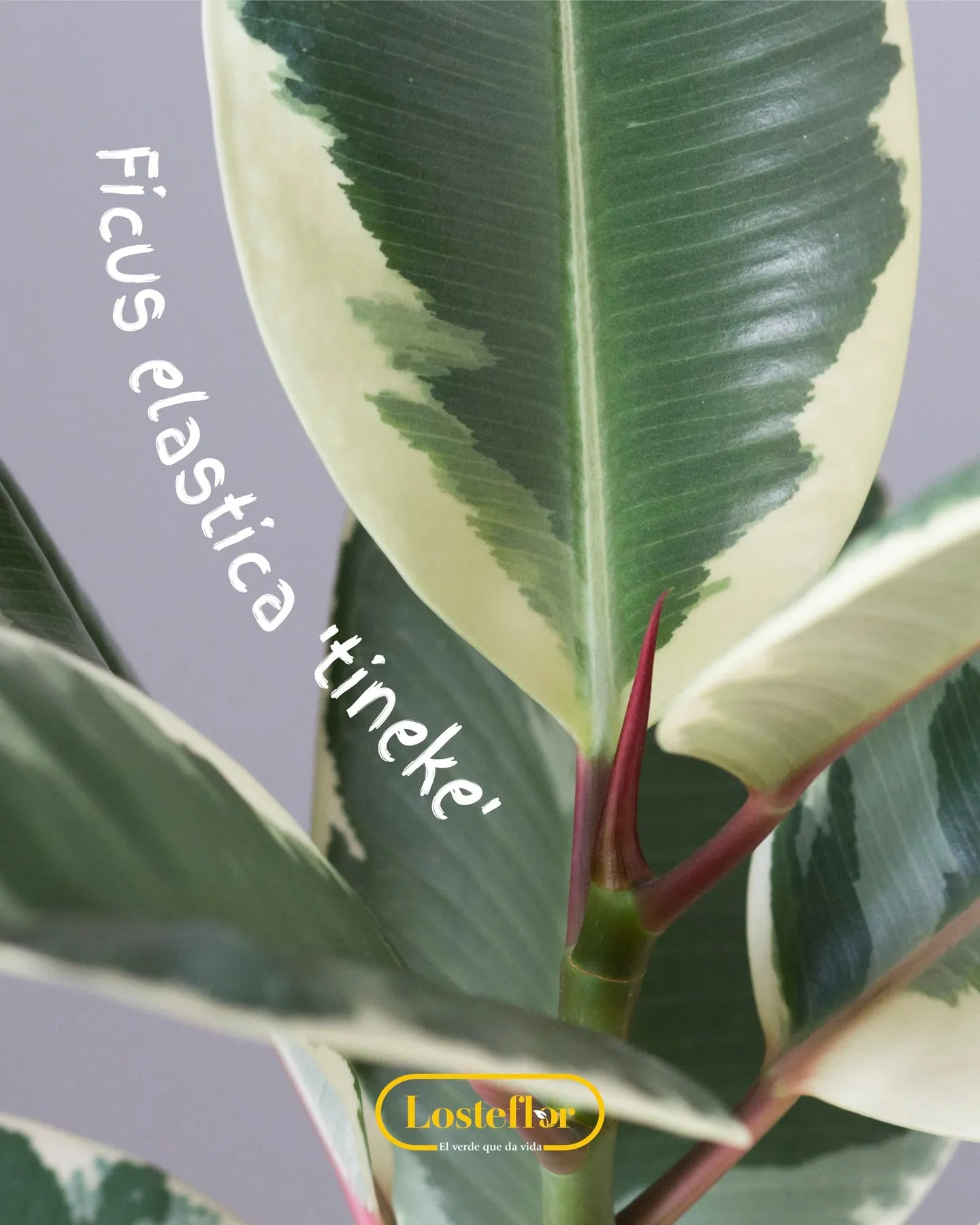 Ficus elastica Tineke con hojas de borde crema y brotes rosados
