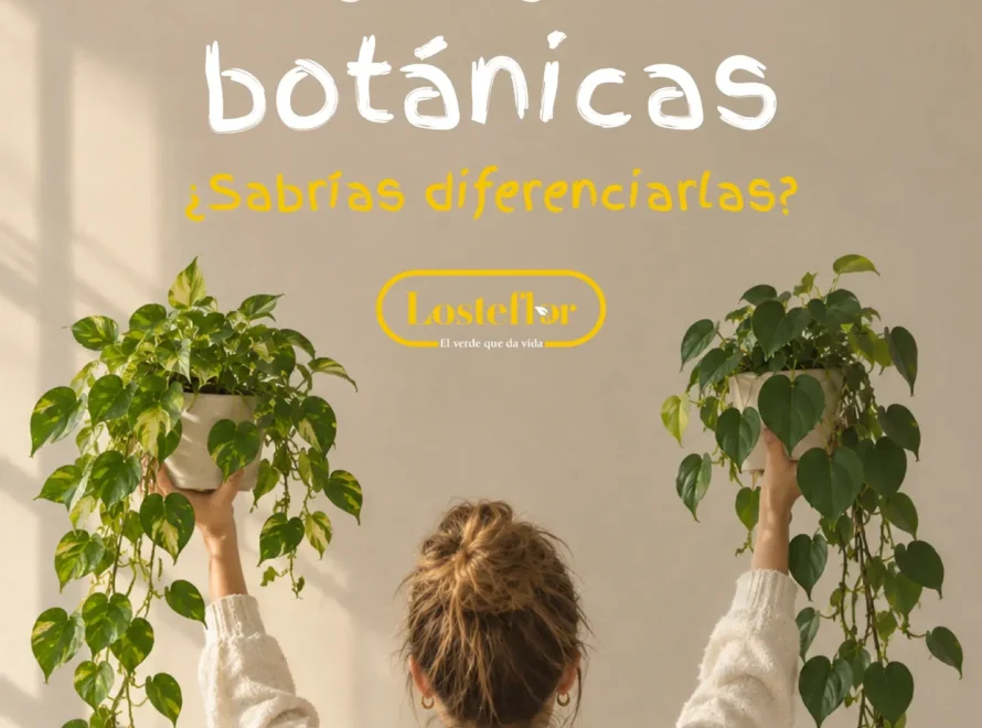 Plantas gemelas: una mujer sostiene un pothos y un filodendro trepador, portada de Losteflor