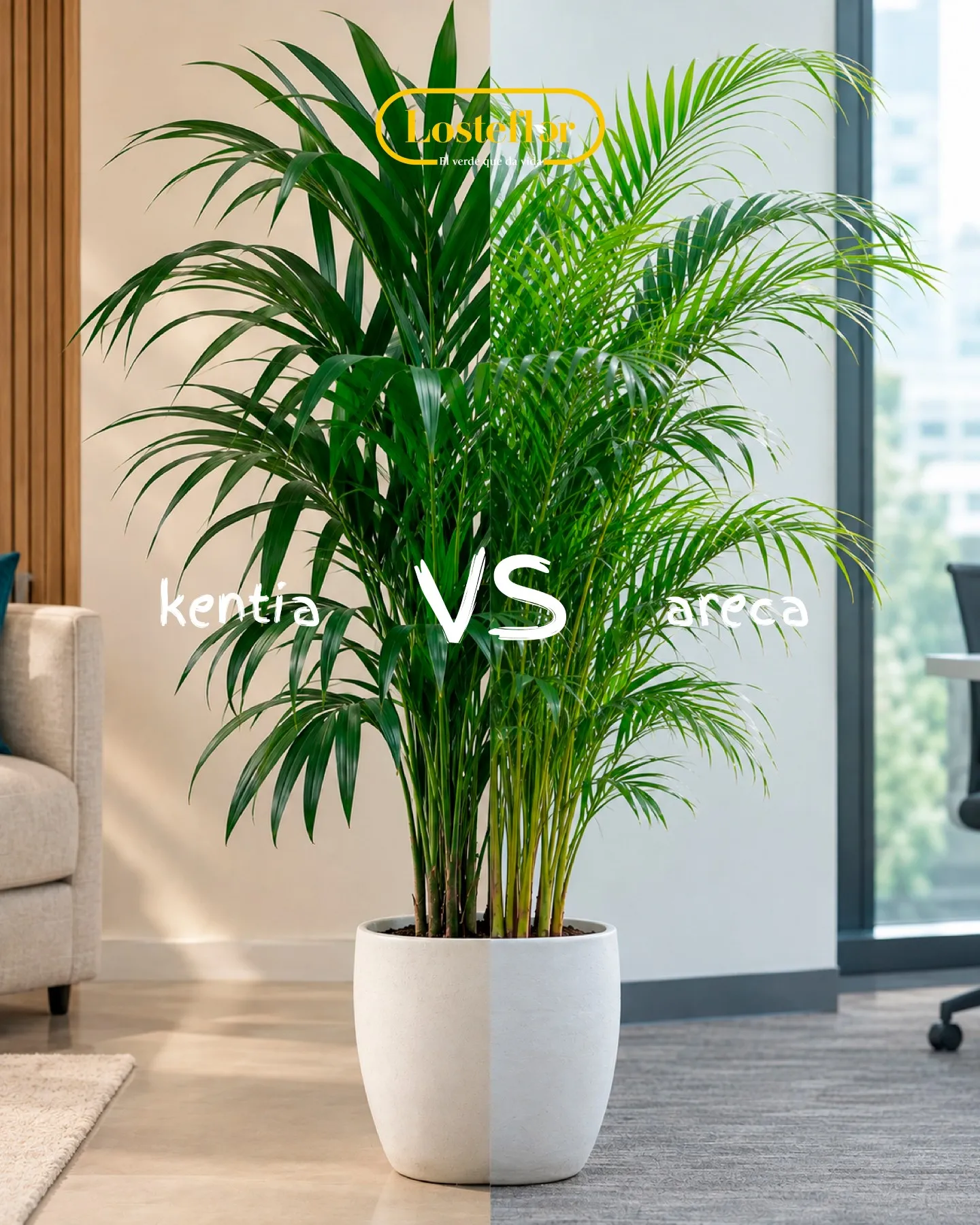 Kentia y areca, plantas gemelas comparadas en la misma maceta
