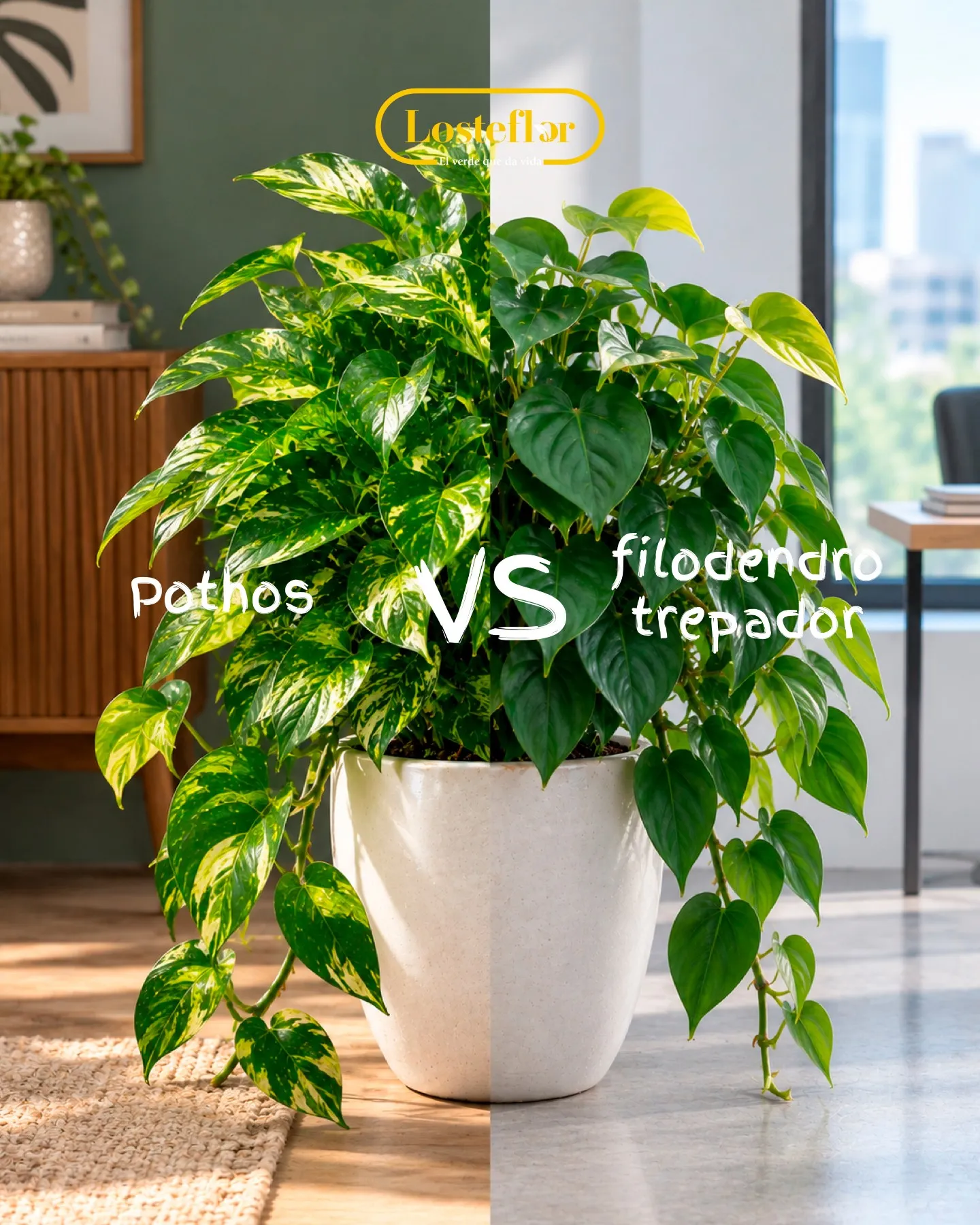 Pothos variegado frente a filodendro trepador, plantas gemelas de hoja acorazonada
