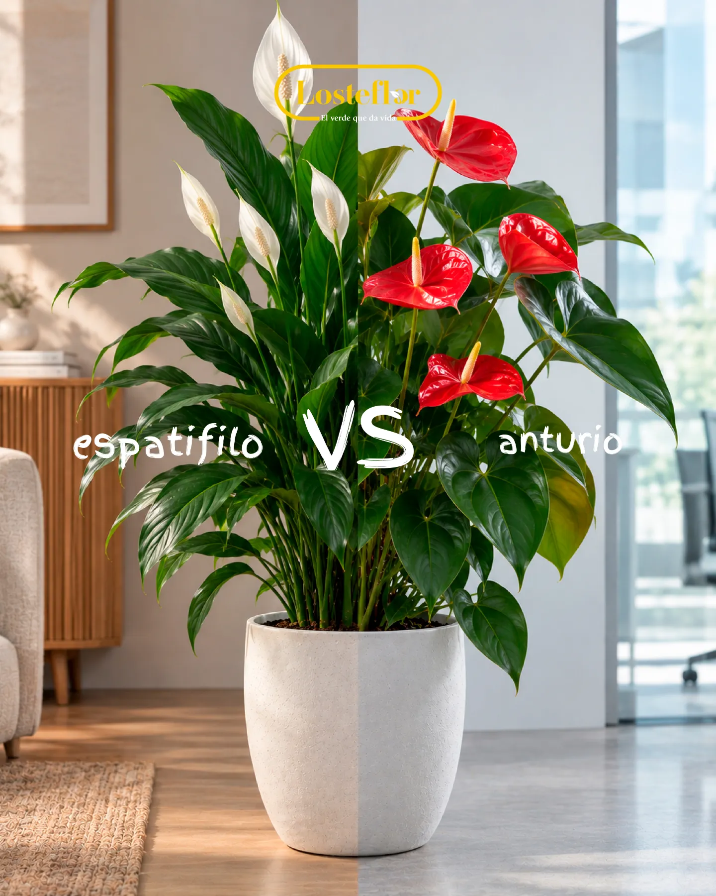 Espatifilo de flor blanca y anturio de flor roja, dos plantas gemelas de interior