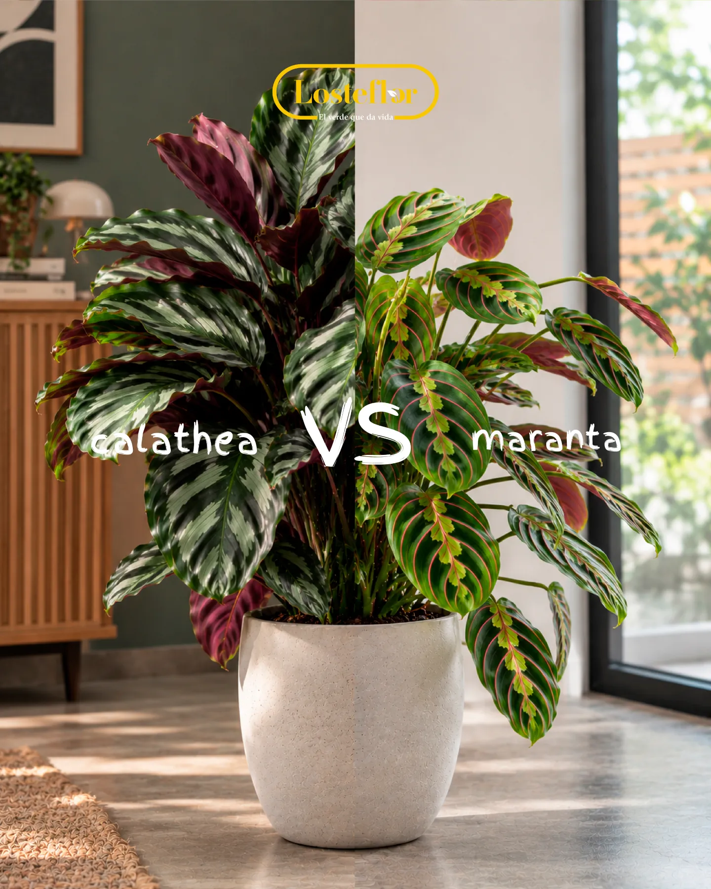 Calathea de hojas jaspeadas frente a maranta de nervios rojos