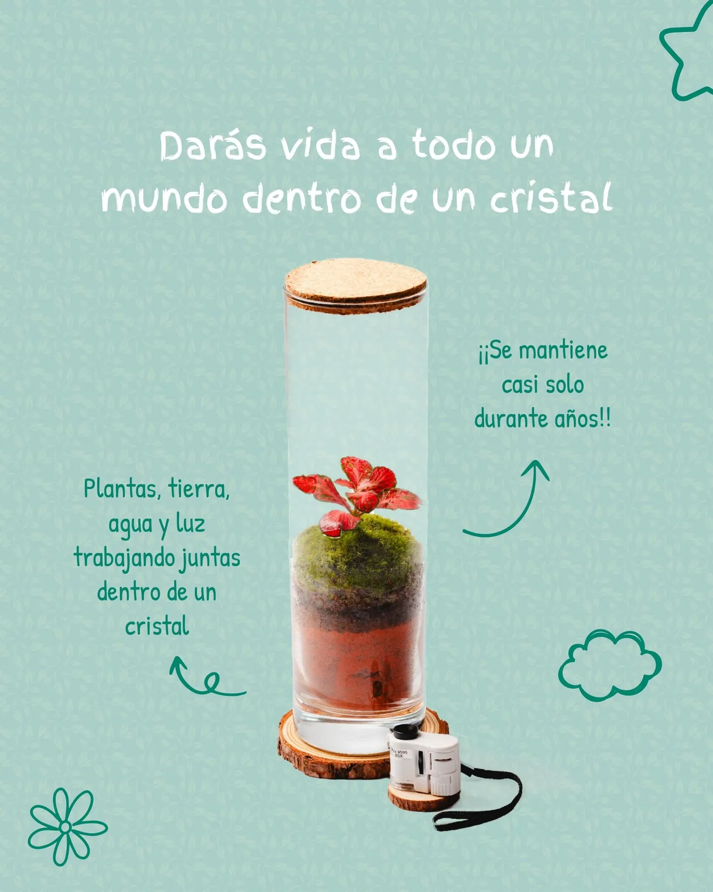 Terrario en tubo de cristal con tapa de corcho, musgo y planta de hoja roja