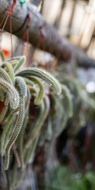 Plantas purificadoras de aire, como cuidarlas