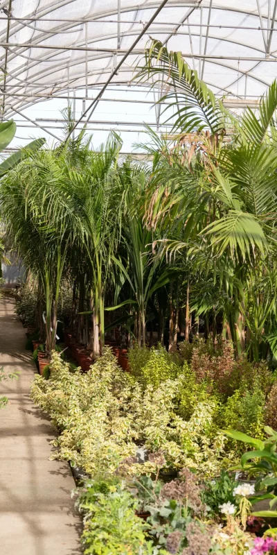 Vivero Losteflor - Servicios de mantenimiento de jardines en Cádiz - Vivero de plantas en Chiclana de la Frontera 161