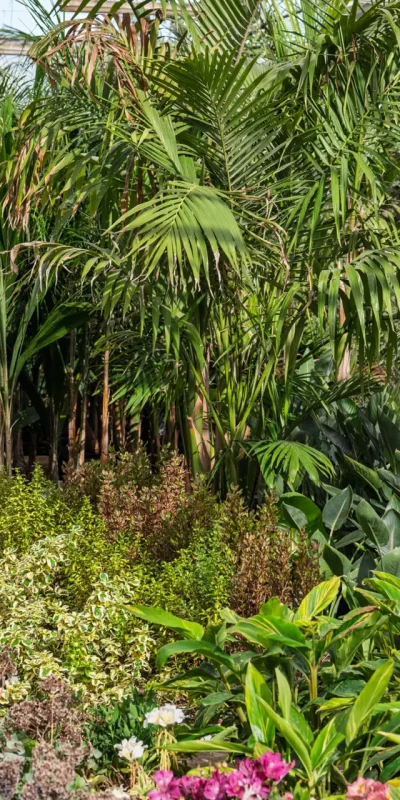 Plantas resistentes al viento, perfectas para jardines costeros