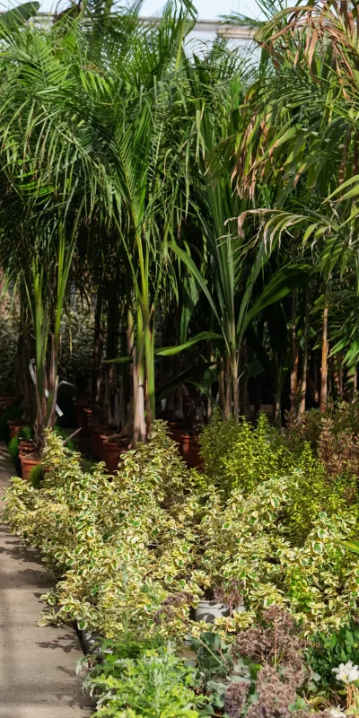 Vivero Losteflor - Servicios de mantenimiento de jardines en Cádiz - Vivero de plantas en Chiclana de la Frontera 164