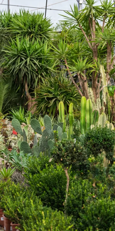 Vivero Losteflor - Servicios de mantenimiento de jardines en Cádiz - Vivero de plantas en Chiclana de la Frontera 166