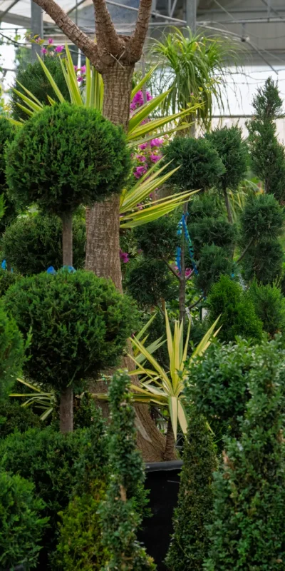 Vivero Losteflor - Servicios de mantenimiento de jardines en Cádiz - Vivero de plantas en Chiclana de la Frontera 167
