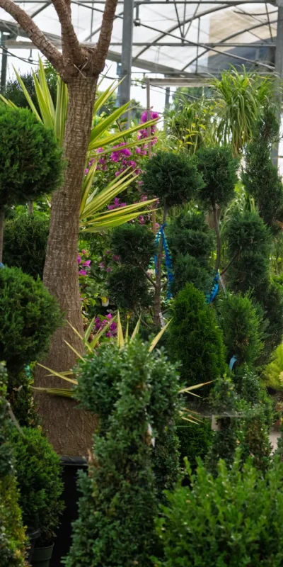Plantas resistentes al viento, perfectas para jardines costeros