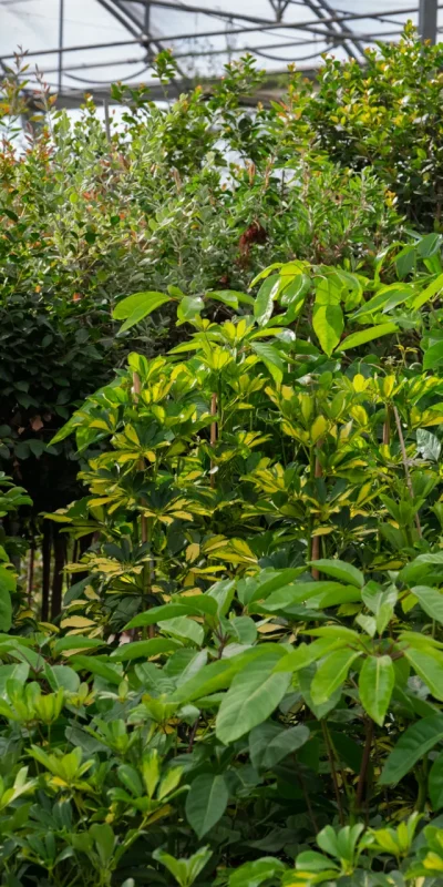 Plantas resistentes al viento, perfectas para jardines costeros