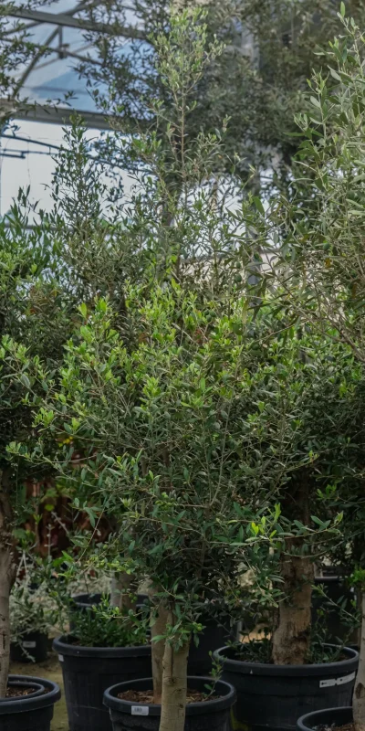 Vivero Losteflor - Servicios de mantenimiento de jardines en Cádiz - Vivero de plantas en Chiclana de la Frontera 171