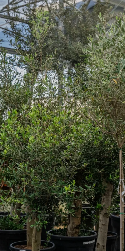 Vivero Losteflor - Servicios de mantenimiento de jardines en Cádiz - Vivero de plantas en Chiclana de la Frontera 172