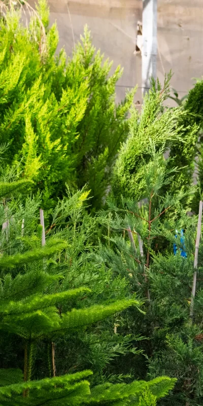 Vivero Losteflor - Servicios de mantenimiento de jardines en Cádiz - Vivero de plantas en Chiclana de la Frontera 174