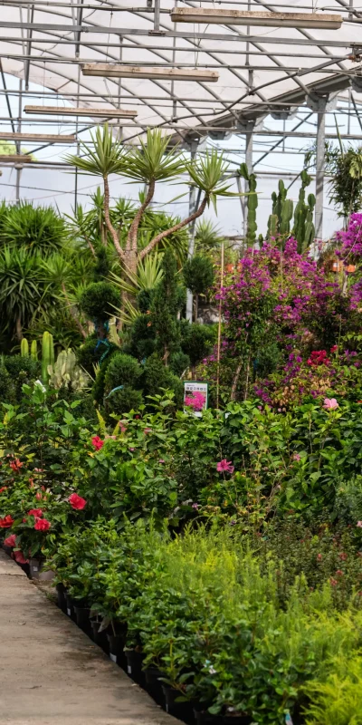 Vivero Losteflor - Servicios de mantenimiento de jardines en Cádiz - Vivero de plantas en Chiclana de la Frontera 176