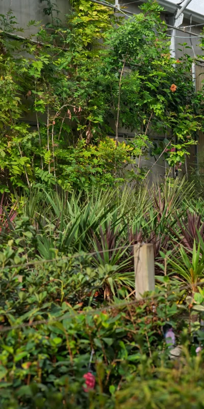 Vivero Losteflor - Servicios de mantenimiento de jardines en Cádiz - Vivero de plantas en Chiclana de la Frontera 177
