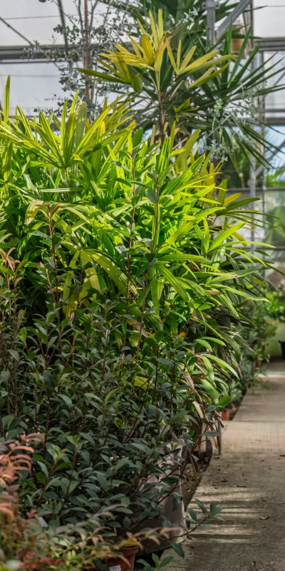 Vivero Losteflor - Servicios de mantenimiento de jardines en Cádiz - Vivero de plantas en Chiclana de la Frontera 178