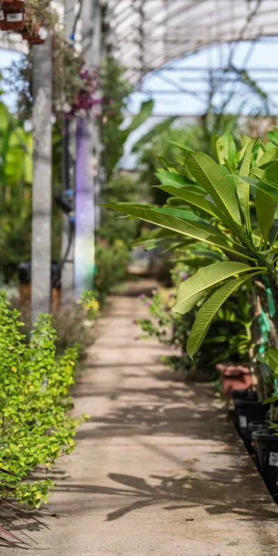 Vivero Losteflor - Servicios de mantenimiento de jardines en Cádiz - Vivero de plantas en Chiclana de la Frontera 179