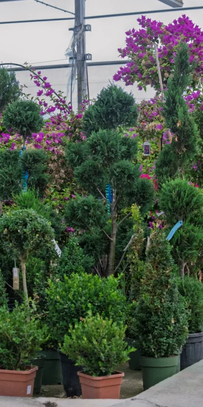 Vivero Losteflor - Servicios de mantenimiento de jardines en Cádiz - Vivero de plantas en Chiclana de la Frontera 180