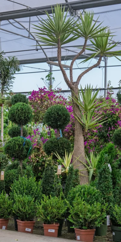 Vivero Losteflor - Servicios de mantenimiento de jardines en Cádiz - Vivero de plantas en Chiclana de la Frontera 181