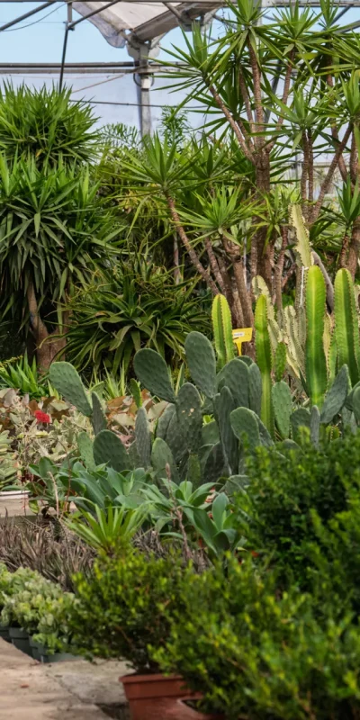 Vivero Losteflor - Servicios de mantenimiento de jardines en Cádiz - Vivero de plantas en Chiclana de la Frontera 182