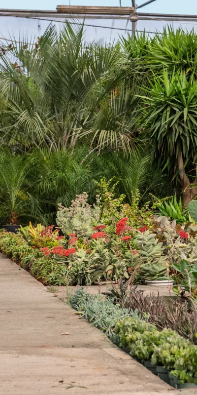 Vivero Losteflor - Servicios de mantenimiento de jardines en Cádiz - Vivero de plantas en Chiclana de la Frontera 183