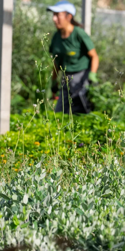 Vivero Losteflor - Servicios de mantenimiento de jardines en Cádiz - Vivero de plantas en Chiclana de la Frontera 185