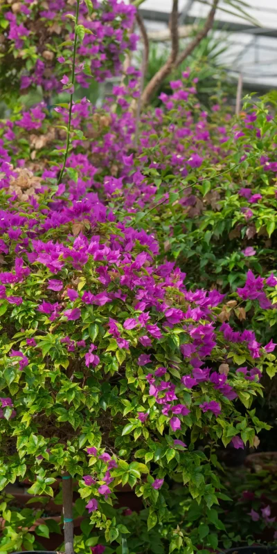 Vivero Losteflor - Servicios de mantenimiento de jardines en Cádiz - Vivero de plantas en Chiclana de la Frontera 186