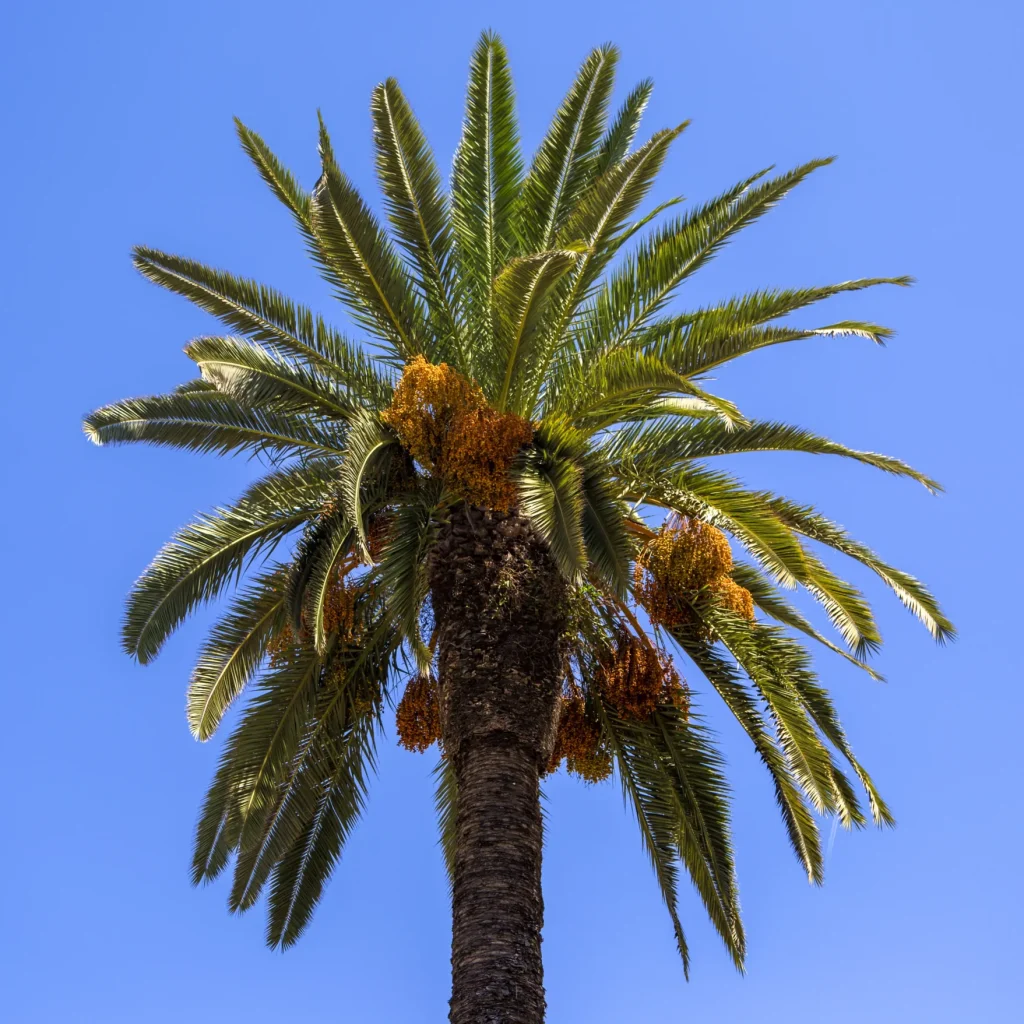 Guía Completa sobre el Cultivo y Cuidado de Palmeras en Chiclana de la Frontera